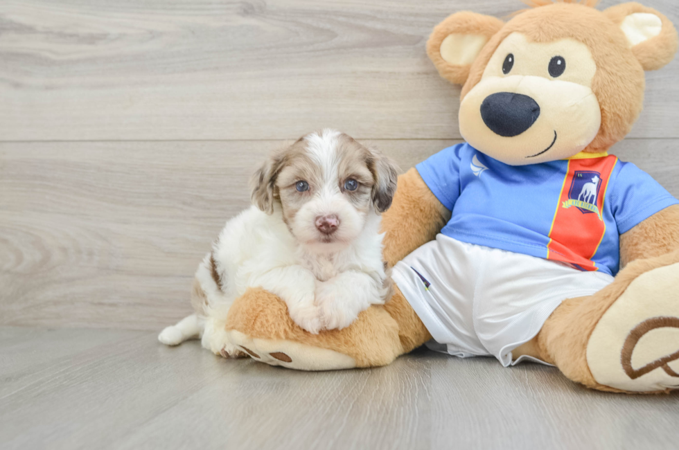5 week old Yorkie Poo Puppy For Sale - Florida Fur Babies