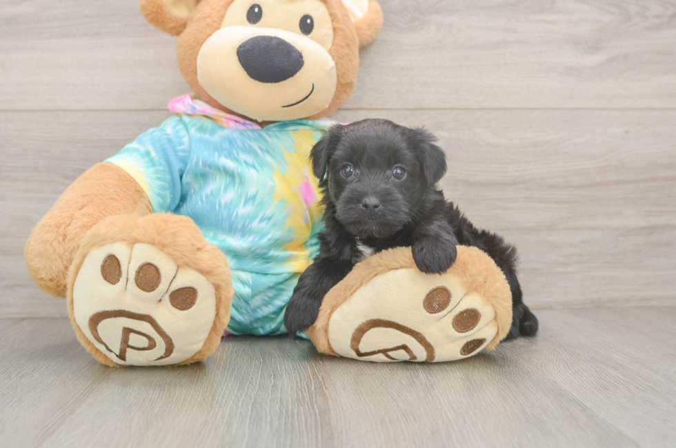 5 week old Yorkie Poo Puppy For Sale - Florida Fur Babies