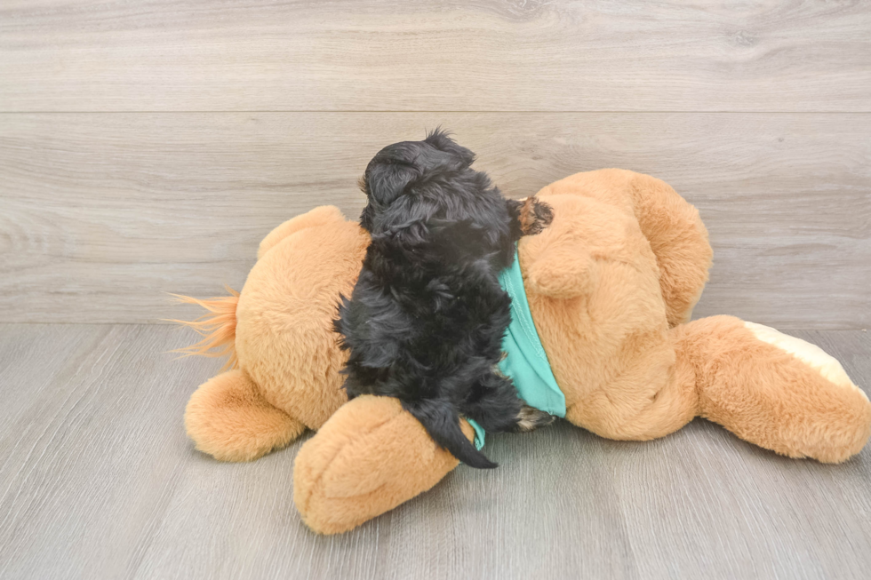 Meet Gregory - our Yorkie Poo Puppy Photo  3/3 - Florida Fur Babies Cute Yorkie Poo Baby