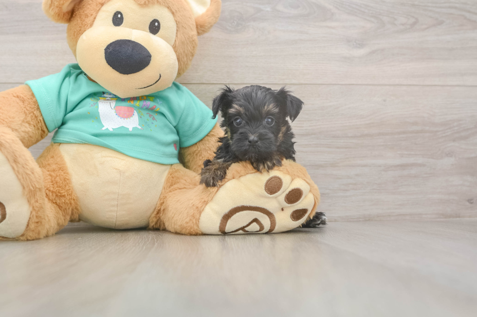 Meet Gregory - our Yorkie Poo Puppy Photo  2/3 - Florida Fur Babies Fluffy Yorkie Poo Poodle Mix Pup