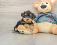 8 week old Yorkie Poo Puppy For Sale - Florida Fur Babies