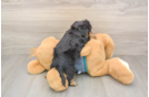 Yorkie Poo Puppy for Adoption