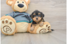 Petite Yorkie Poo Poodle Mix Pup