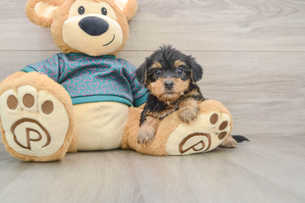 Petite Yorkie Poo Poodle Mix Pup