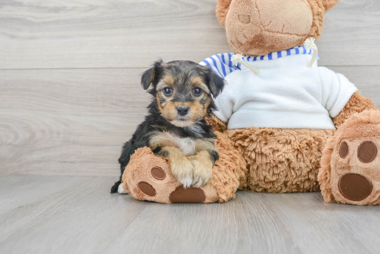 Yorkie Poo Pup Being Cute