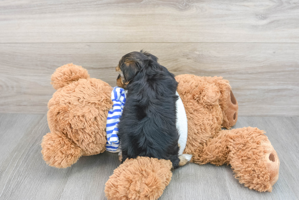 Yorkie Poo Puppy for Adoption