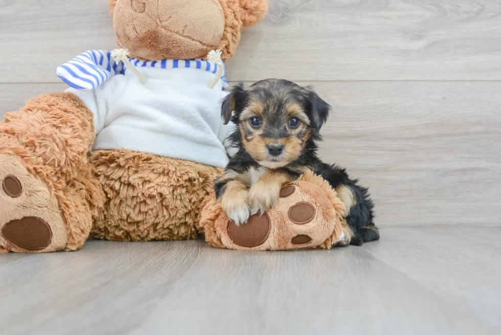 Energetic Yorkie Doodle Poodle Mix Puppy