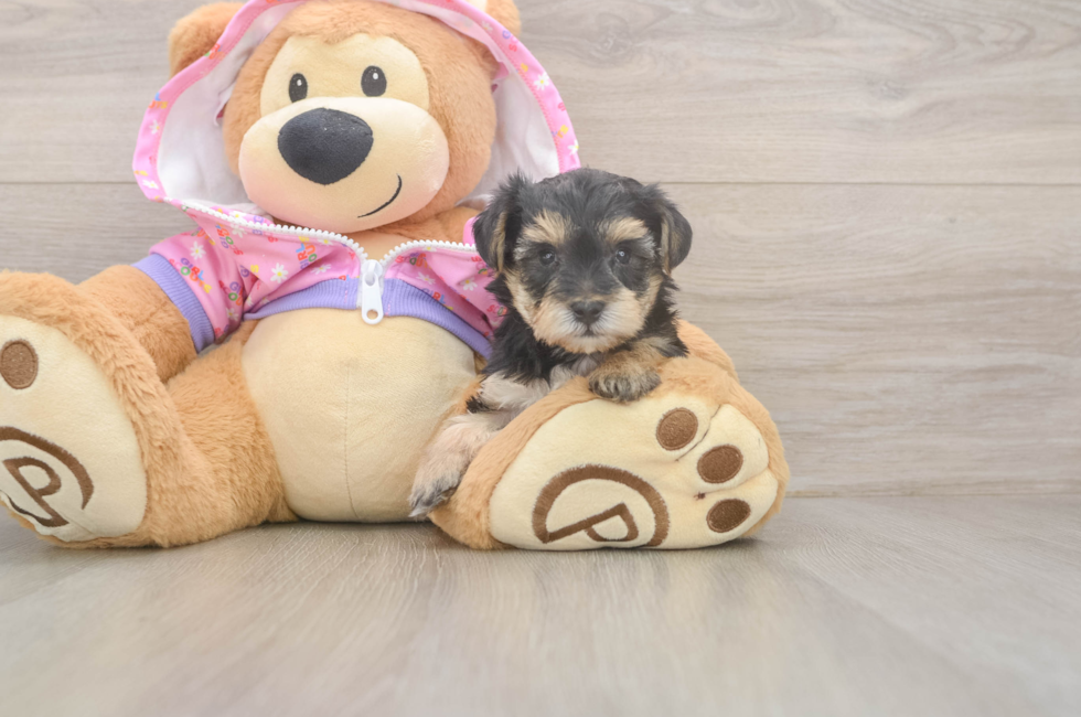 5 week old Yorkie Poo Puppy For Sale - Florida Fur Babies