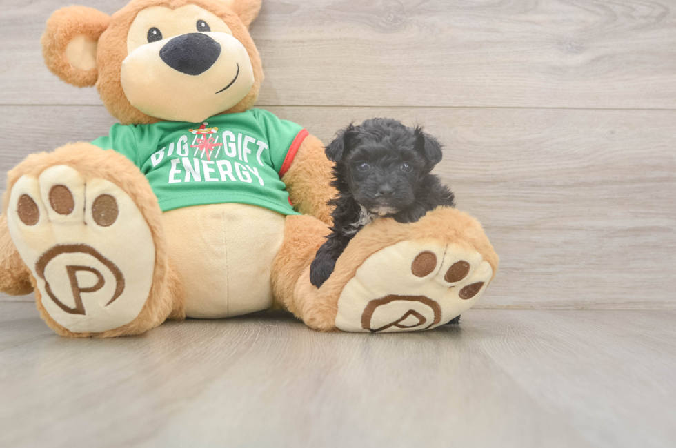 5 week old Yorkie Poo Puppy For Sale - Florida Fur Babies