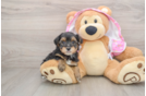 Yorkie Poo Puppy for Adoption
