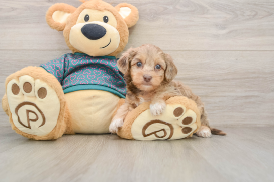 Playful Yo Yo Poo Poodle Mix Puppy
