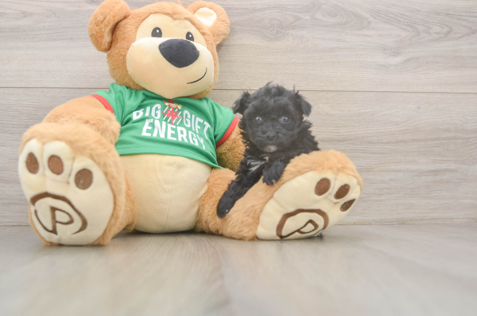 5 week old Yorkie Poo Puppy For Sale - Florida Fur Babies