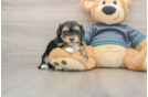 Happy Yorkie Poo Baby
