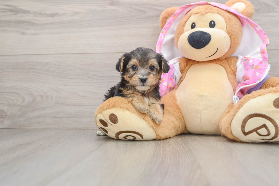 Friendly Yorkie Poo Baby