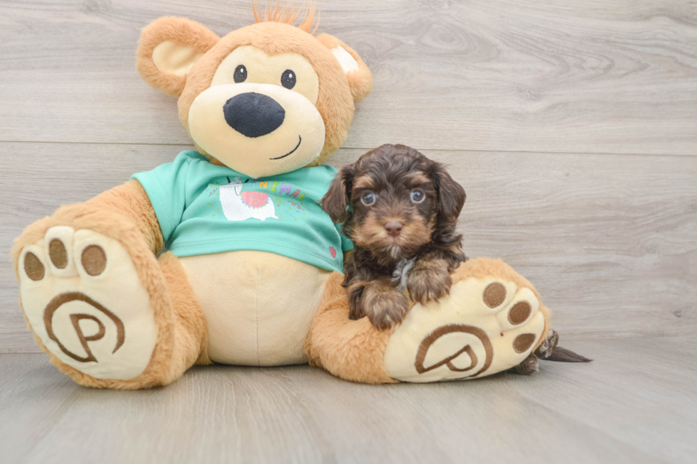 Yorkie Poo Pup Being Cute