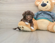 8 week old Yorkie Poo Puppy For Sale - Florida Fur Babies