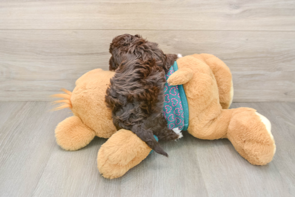 Best Yorkie Poo Baby