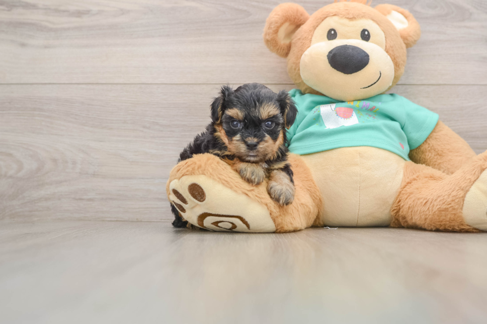 Yorkie Poo Pup Being Cute