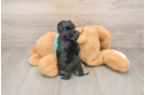 Best Yorkie Poo Baby