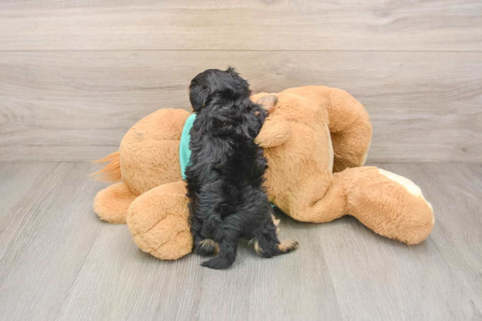 Best Yorkie Poo Baby