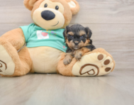 7 week old Yorkie Poo Puppy For Sale - Florida Fur Babies