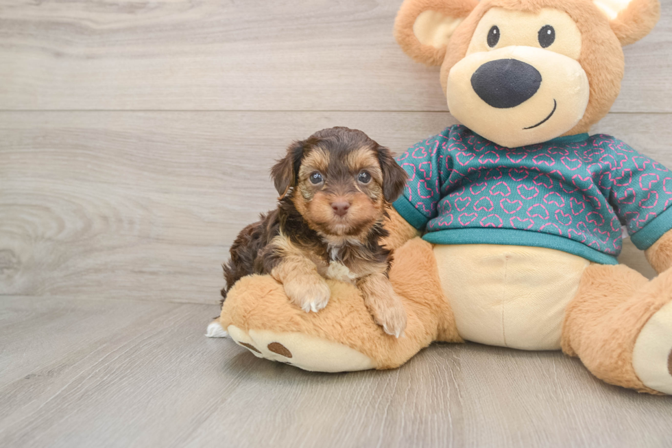 Funny Yorkie Poo Poodle Mix Pup