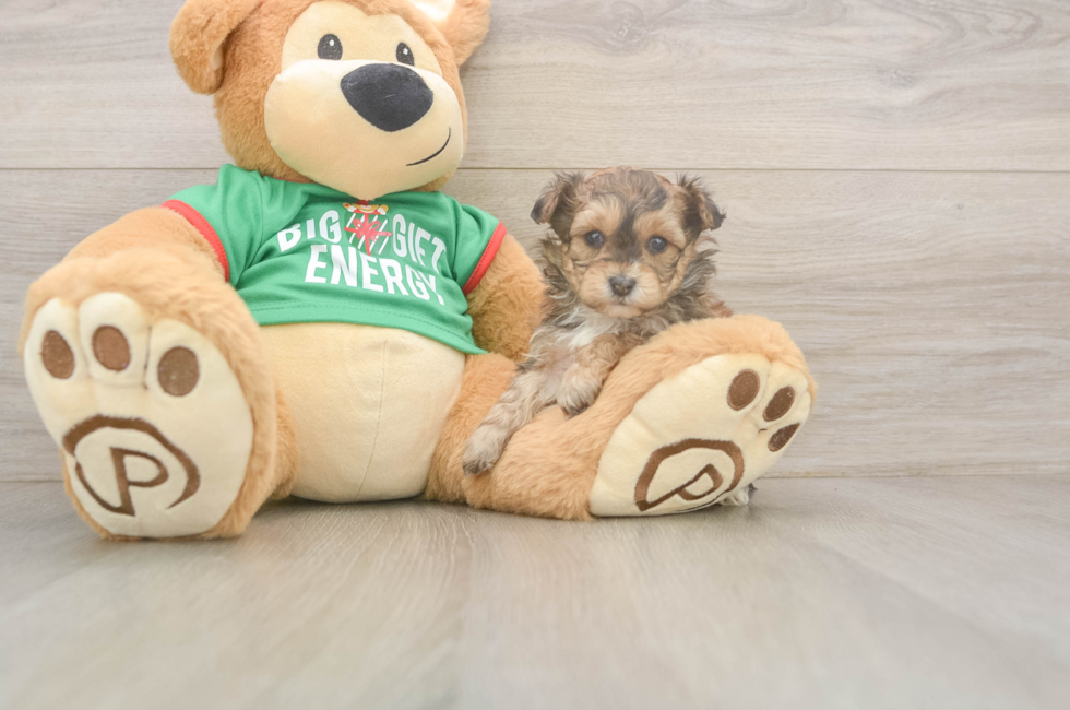 5 week old Yorkie Poo Puppy For Sale - Florida Fur Babies