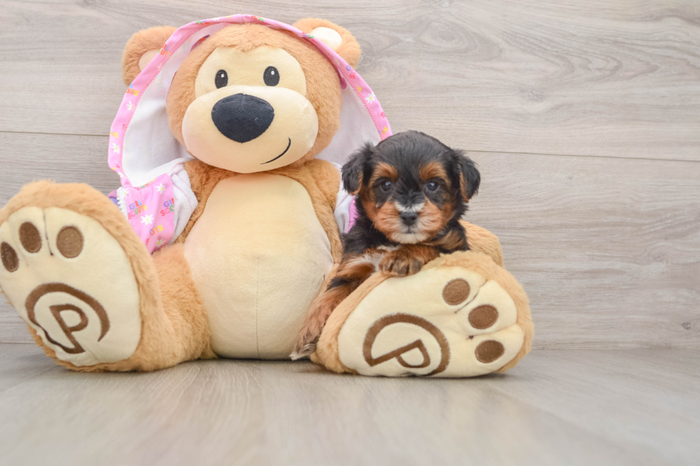 Best Yorkie Poo Baby