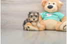 Happy Yorkie Poo Baby