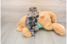 Yorkie Poo Puppy for Adoption