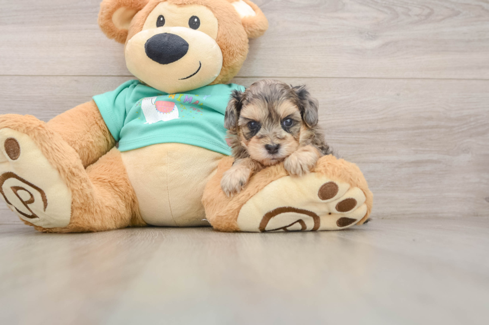 Yorkie Poo Puppy for Adoption