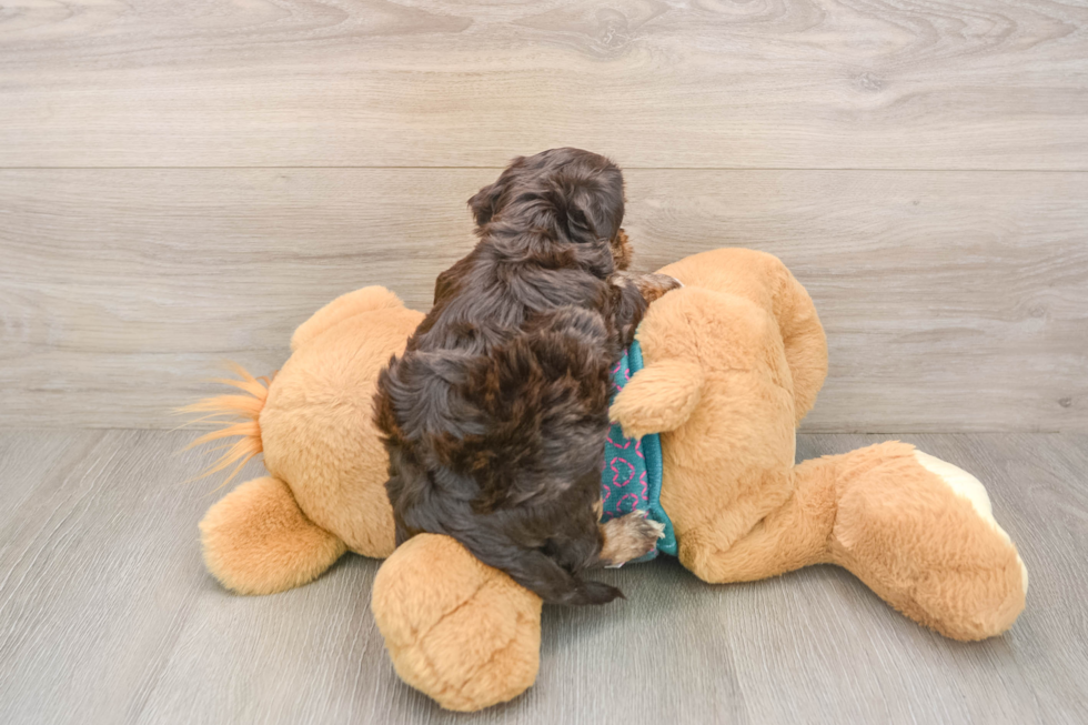 Best Yorkie Poo Baby