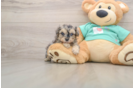 Little Yorkie Poodle Mix Poodle Mix Puppy