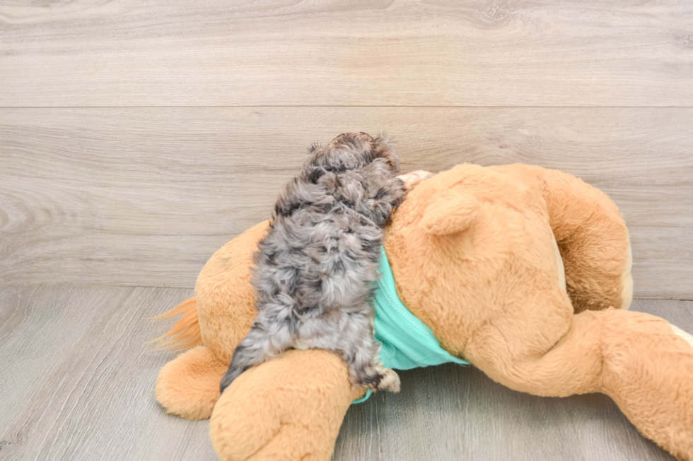 Small Yorkie Poo Baby