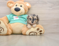 7 week old Yorkie Poo Puppy For Sale - Florida Fur Babies