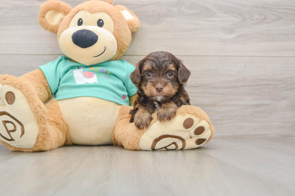 Yorkie Poo Pup Being Cute