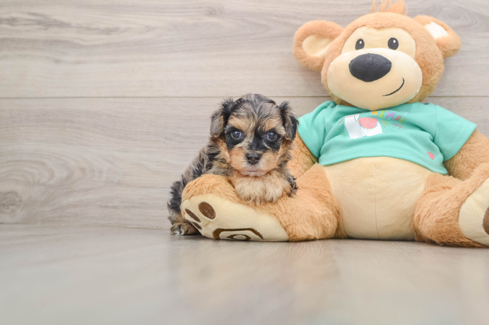 Yorkie Poo Puppy for Adoption
