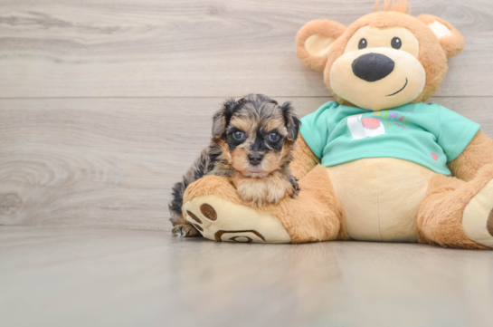 Yorkie Poo Puppy for Adoption