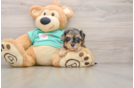 Petite Yorkie Poo Poodle Mix Pup