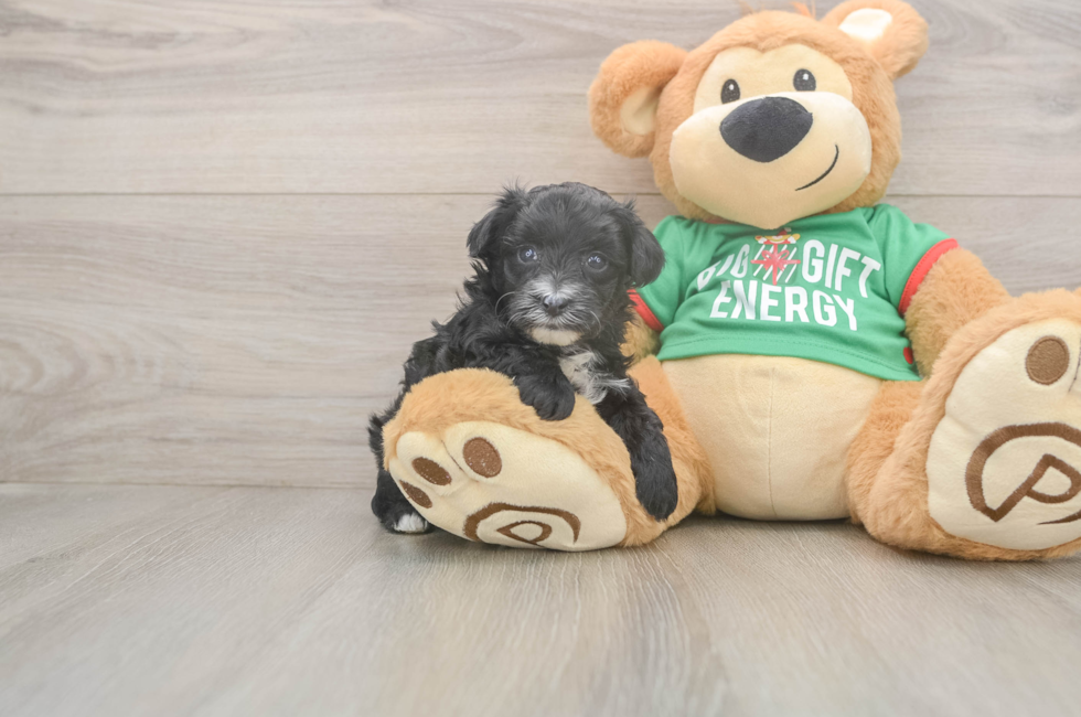 5 week old Yorkie Poo Puppy For Sale - Florida Fur Babies