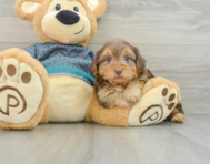 6 week old Yorkie Poo Puppy For Sale - Florida Fur Babies