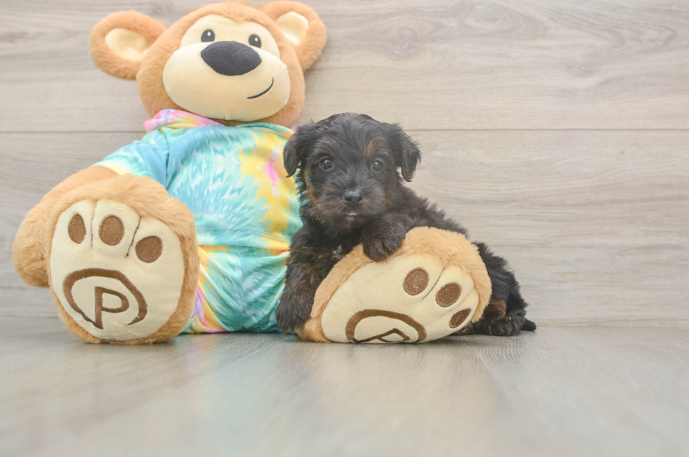 5 week old Yorkie Poo Puppy For Sale - Florida Fur Babies