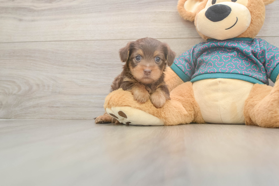 Yorkie Poo Puppy for Adoption