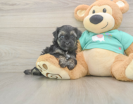 7 week old Yorkie Poo Puppy For Sale - Florida Fur Babies
