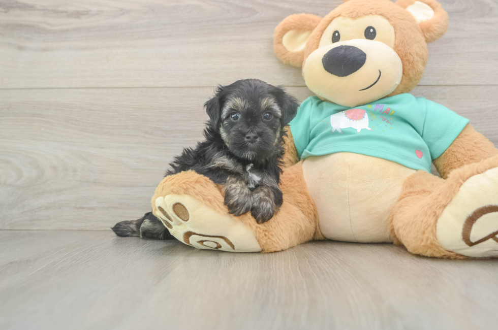5 week old Yorkie Poo Puppy For Sale - Florida Fur Babies
