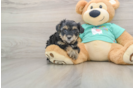 Friendly Yorkie Poo Baby