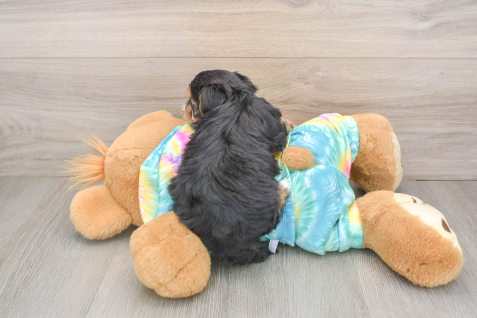 Best Yorkie Poo Baby