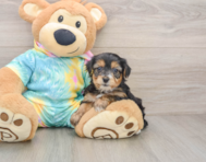 6 week old Yorkie Poo Puppy For Sale - Florida Fur Babies