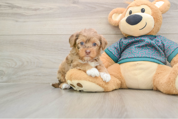 Small Yorkie Poo Baby