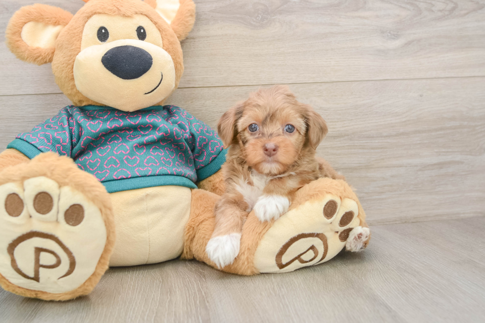 Yorkie Poo Puppy for Adoption